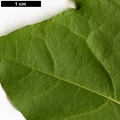 SpeciesSub: subsp. ambigum SpeciesSub: subsp. ambigum
